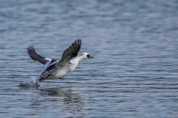 ブルーの水面を走るミコアイサ オス