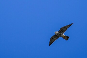 青空バックに悠然と飛ぶチゴハヤブサ