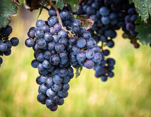 Closeup of blue grapes in a vineyard  