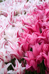  Tulip flowers. Selective focus, tulips close up. Fresh first spring flowers 