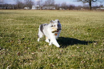 Blue merle sheltie puppy