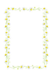 透明水彩で描いたカモミールの角フレーム　A4縦