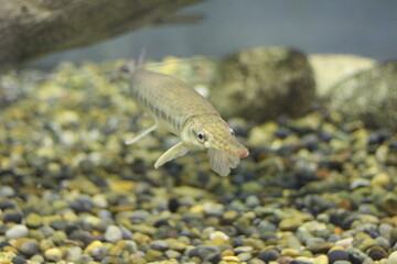 Spotted gar (Lepisosteus oculatus). Freshwater fish.