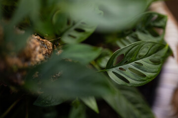 Fototapeta premium Monstera Adansonii