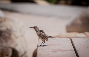 California Thrasher Posing In Joshua Tree National Park