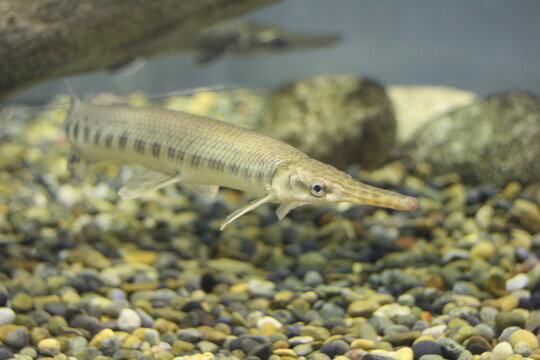 Spotted gar (Lepisosteus oculatus). Freshwater fish.
