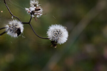 dandelion