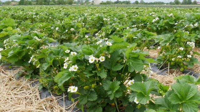 Huge strawberry field in spring with young green shoots and strawberry flowers covered with straw around. Smooth and long rows of strawberry bushes