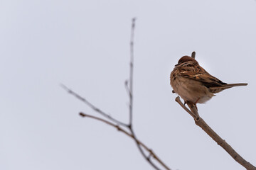Sparrow on the branches in search of food. Concept: bird and people are waiting for spring.