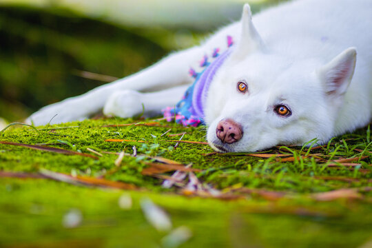 portrait of beautiful big white dog laying in grass in sunny day in the park with orange eyes, pink nose and pink scaf