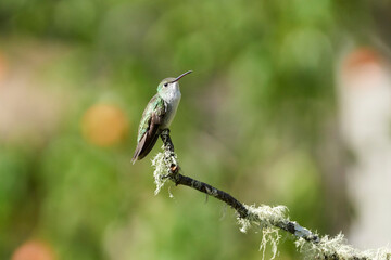 Colibri on a branch Urubamba, Perú, Cusco