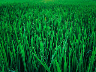 Nature of rice field on rice paddy