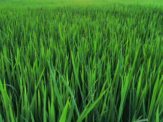 Nature of rice field on rice paddy