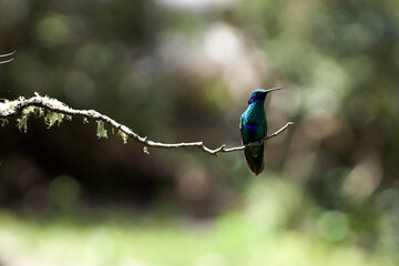 Colibri on a branch Urubamba, Perú, Cusco