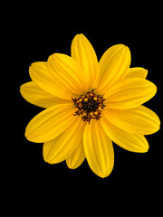 Yellow flower on black