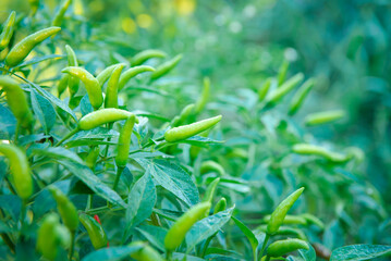 Chilli peppers or green chilies in farm