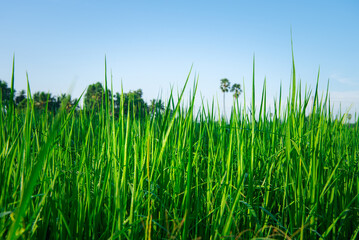 Nature of rice field on rice paddy