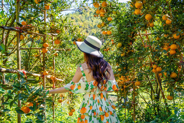 Pretty woman collects oranges from orange garden.