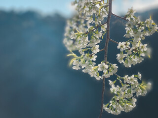 Flower white color in garden