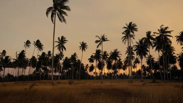 Coconut trees silhouette against the sky at sundown island .