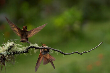 Hummingbirds fighting on top of the tree Urubamba, Peru, Cusco