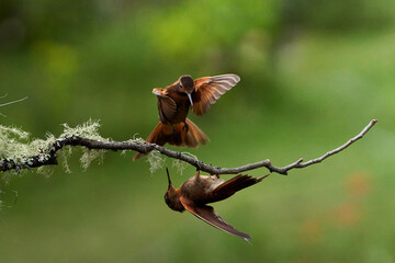 Hummingbirds fighting on top of the tree Urubamba, Peru, Cusco