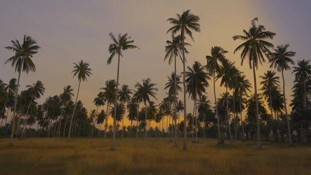 Coconut trees silhouette against the sky at sundown island .