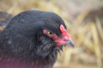 portrait of a chicken