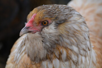 close up of a chicken