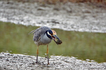 Yellow-crowned night heron (Nyctanassa violacea) eating a crab on a mud flat by the beach in Ayampe, Ecuador