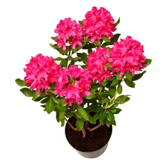 Keuken spatwand met foto Pink flower of rhododendron bush in a pot isolated on white background. Flat lay, top view. Object, studio, floral pattern © Flower Studio