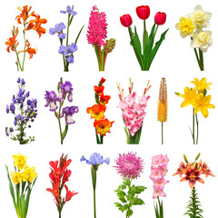 Collection beautiful flowers assorted canna, crocosmia, aconitum, eremurus, hyacinth,...