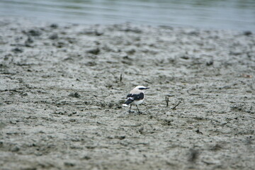 Masked water-tyrant (Fluvicola nengeta) on a mud flat in Ayampe, Ecuador