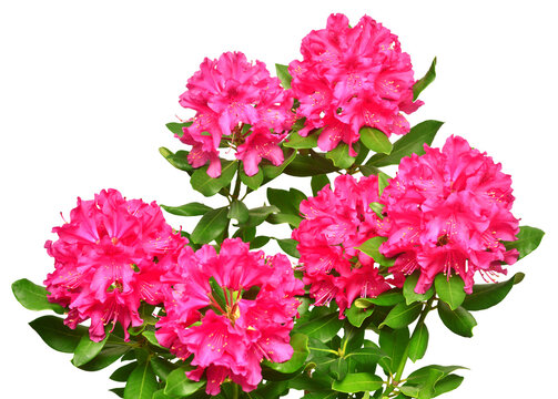 Pink flower of rhododendron isolated on white background. Flat lay, top view. Object, studio, floral pattern