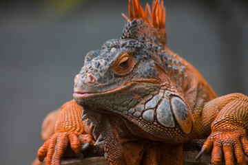 Orange iguana. Iguana - also known as Common iguana or American iguana. Lizard families, look toward a bright eyes looking in the same direction as we find something new life. Selective focus