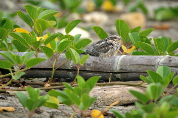 Scrub nightjar (Nyctidromus anthonyi) on a piece of bamboo in a field in Ayampe, Ecuador
