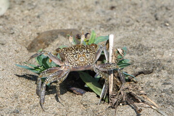Land crab eating weeds in Ayampe, Ecuador