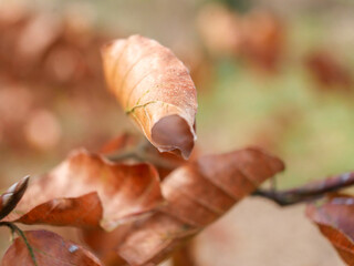 Dry fold leaf