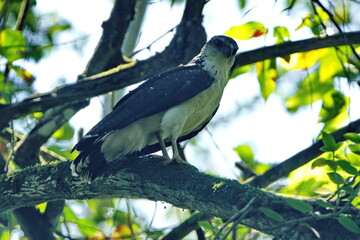 Collared forest-falcon (Micrastur semitorquatus) perched in a tree in Ayampe, Ecuador