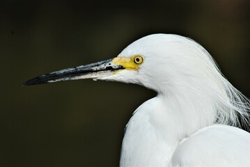 Snowy  Egret