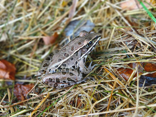 Brown Frog or Toad on Grass