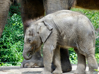Baby Elephant standing near mother