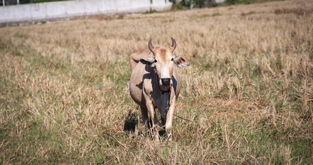 Cow standing and looking in meadow , natural animal background