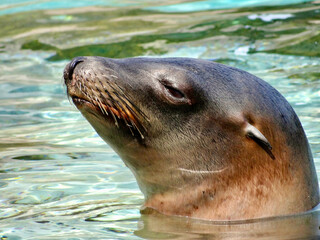 Fototapeta premium Sea Lion profile in water