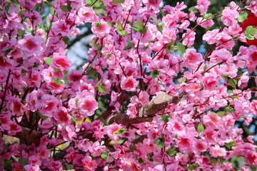 Close up pink cherry blossom or prunes cerasoidus ( Himalaya cherry tree) blooming on branch of tree