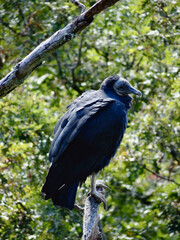 Turkey vulture in a tree