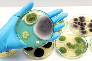 The scientist isolated Penicillium expansum grow with Malt Extract Agar media in Petri dish use for cultivate yeast, black molds and fungi clinical test, in medical health laboratory analysis disease.
