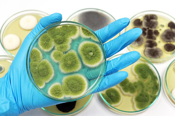 Malt Extract Agar in Petri dish use for growth media to isolate and cultivate yeasts, molds and...