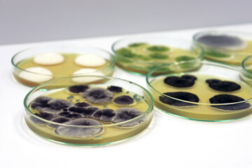 Penicillium Aspergillus grow in Malt Extract Agar media with Petri dish use for isolating and cultivate yeast, molds and fungal testing clinical samples, in medical health laboratory analysis disease.