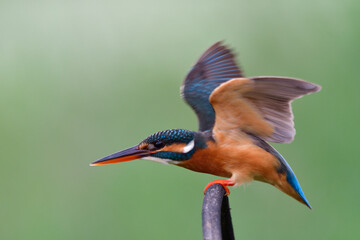 common kingfisher alerting to invading bird by ready to fight back an enemy